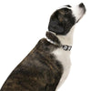 White Nylon Pet Collar medium dog
