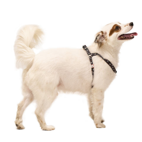 Black Nylon Pet Harness on a small dog
