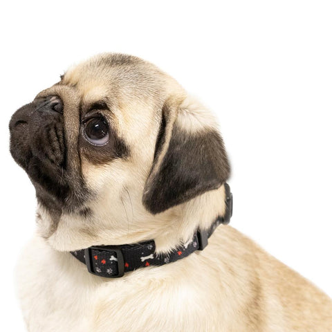 Black Nylon Pet Collar on a pug