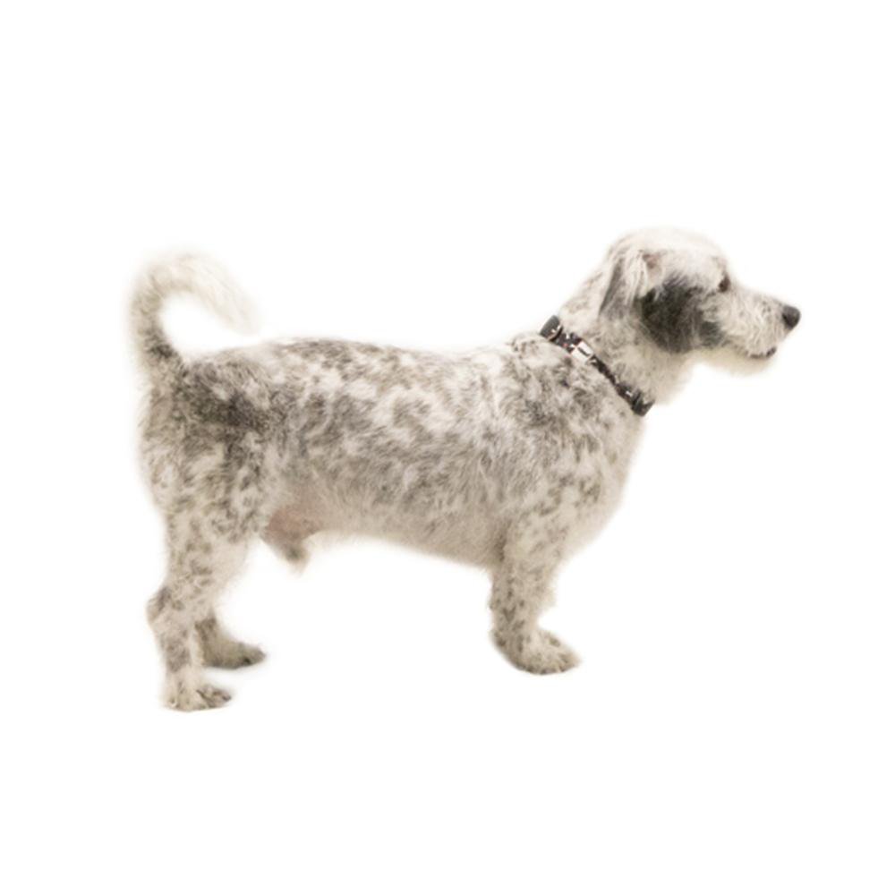Black Nylon Pet Collar on small dog